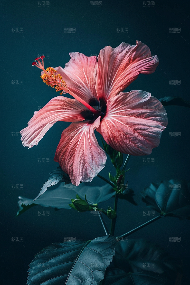 木槿花花卉植物摄影图