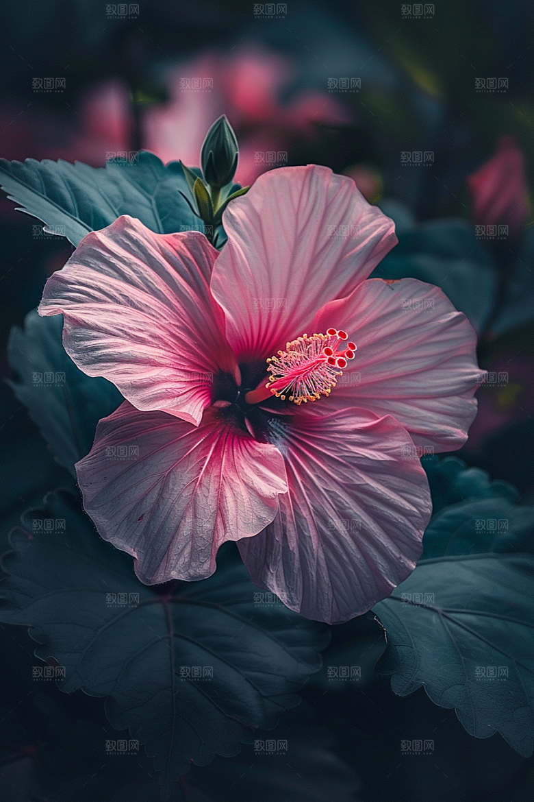 木槿花清新夏季摄影图