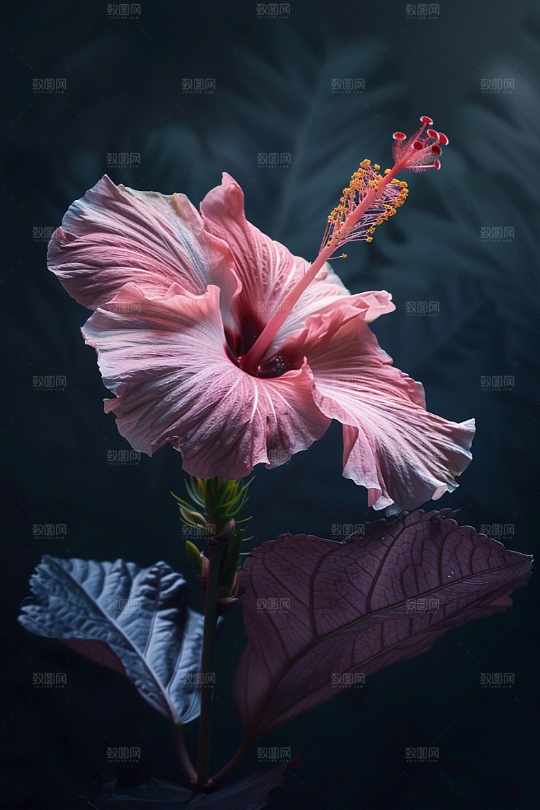 木槿花夏天夏季摄影图
