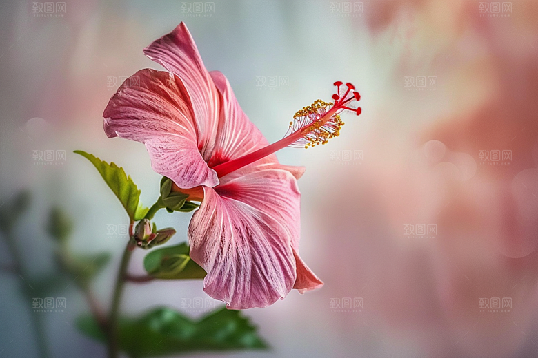 木槿花花卉花朵摄影图
