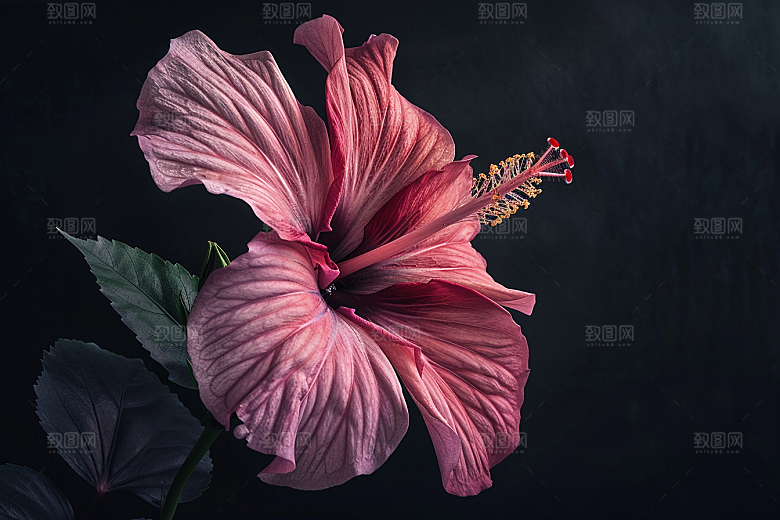 木槿花夏天自然摄影图