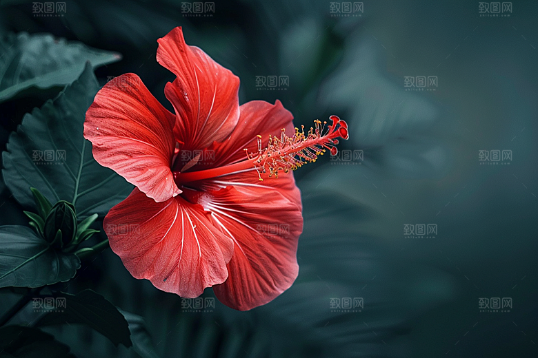 木槿花清新花卉摄影图