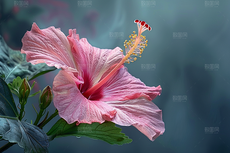木槿花彩色木棉摄影图