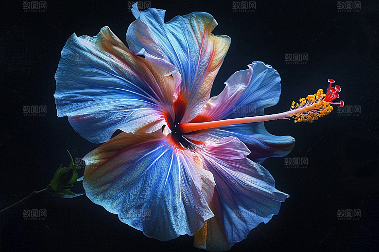 木槿花彩色唯美摄影图