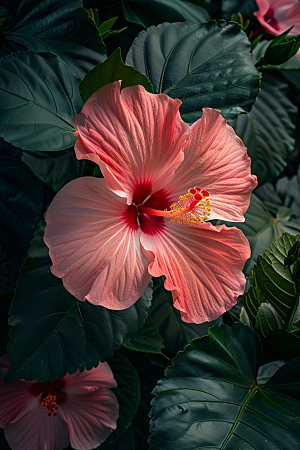 木槿花夏天花朵摄影图