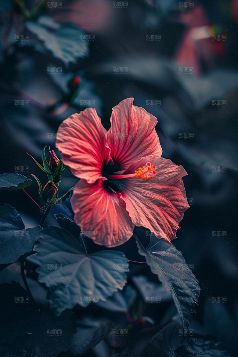 木槿花植物木棉摄影图