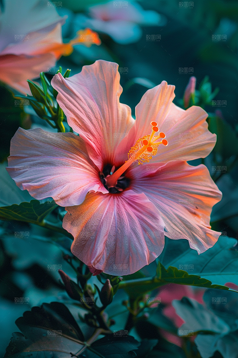 木槿花自然高清摄影图