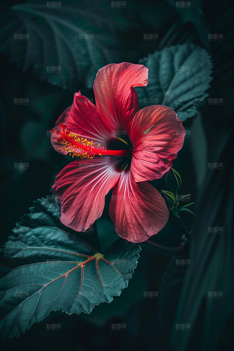 木槿花彩色木棉摄影图