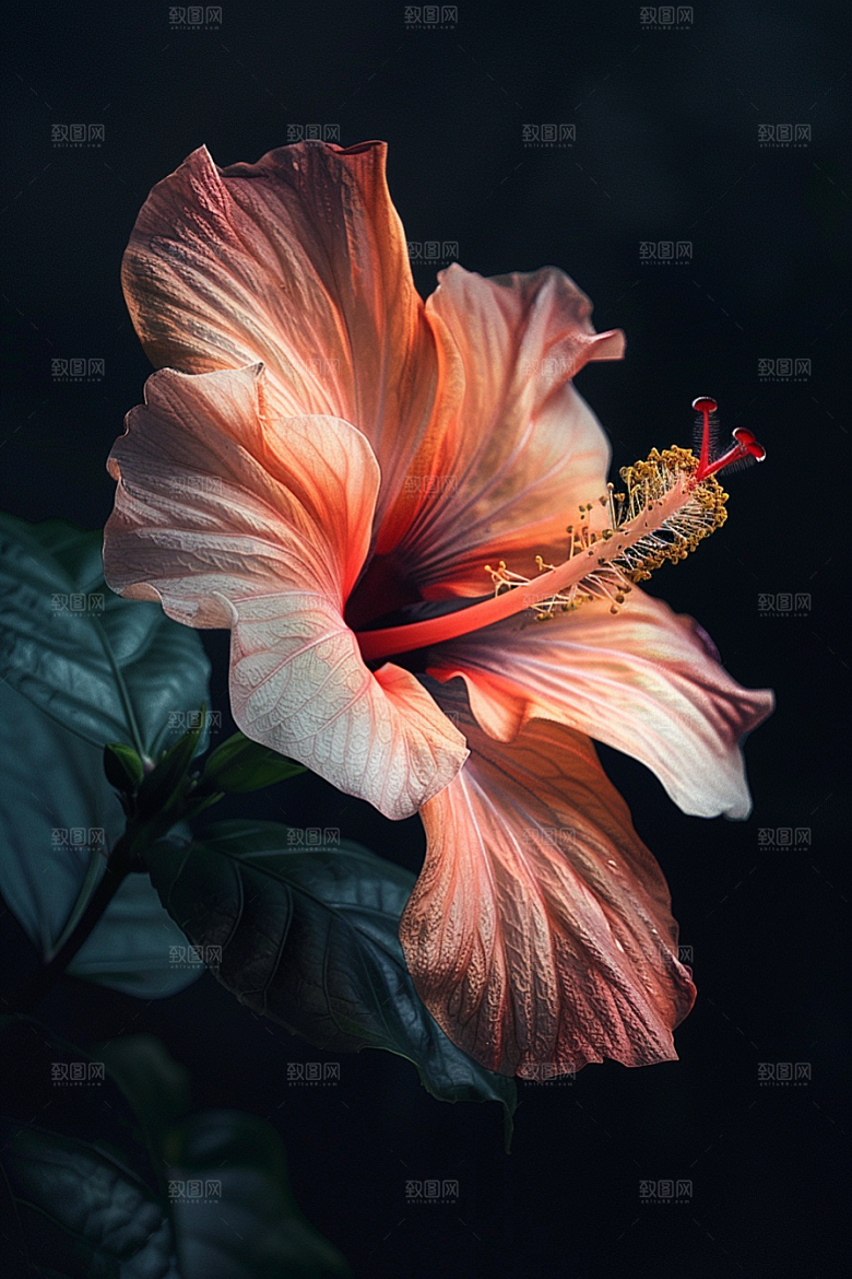 木槿花木棉夏天摄影图