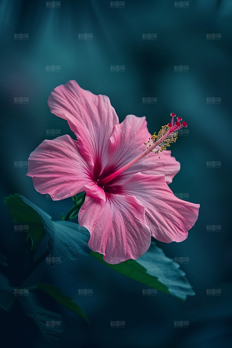 木槿花清新花卉摄影图