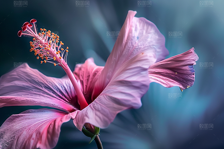 木槿花花朵自然摄影图