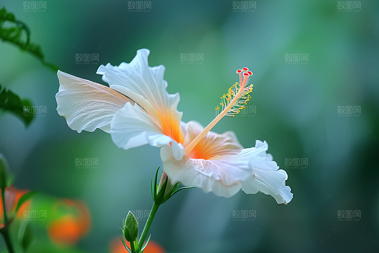 木槿花花卉清新摄影图