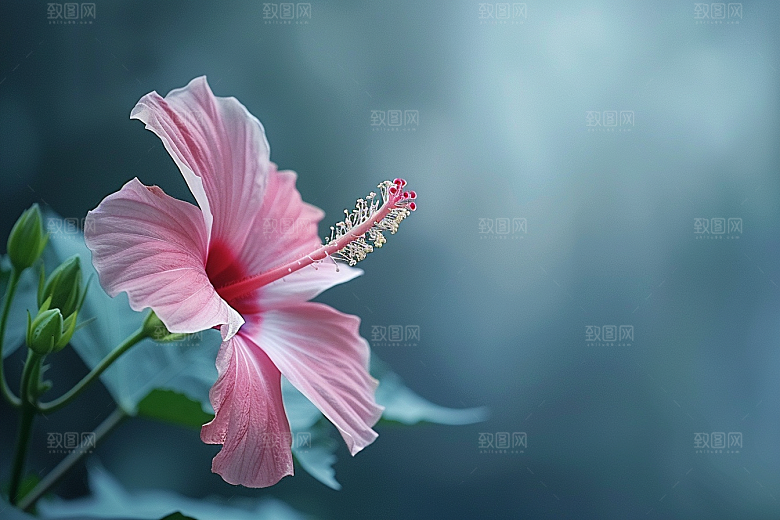 木槿花花朵花卉摄影图