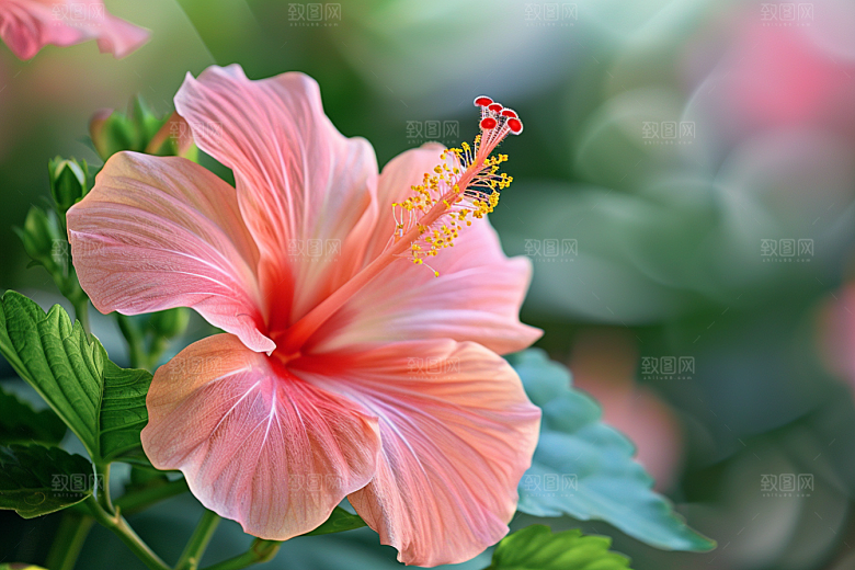 木槿花木棉高清摄影图