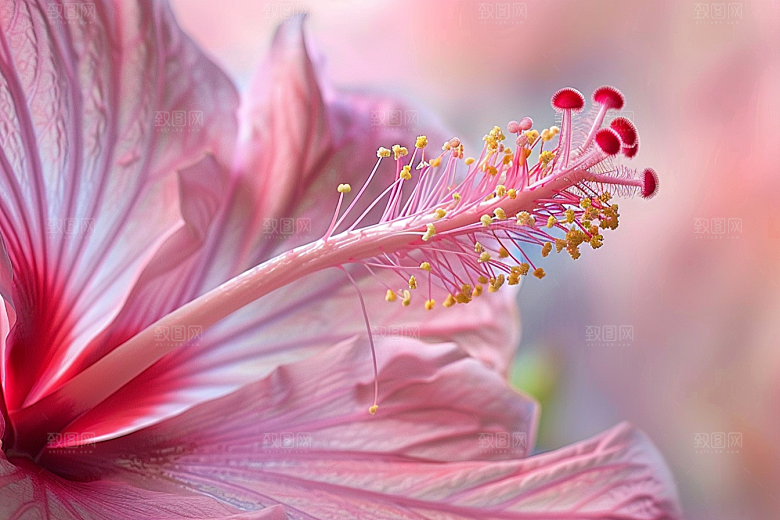 木槿花夏季木棉摄影图