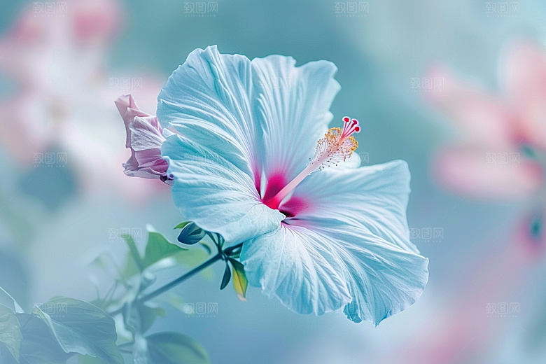 木槿花木棉彩色摄影图