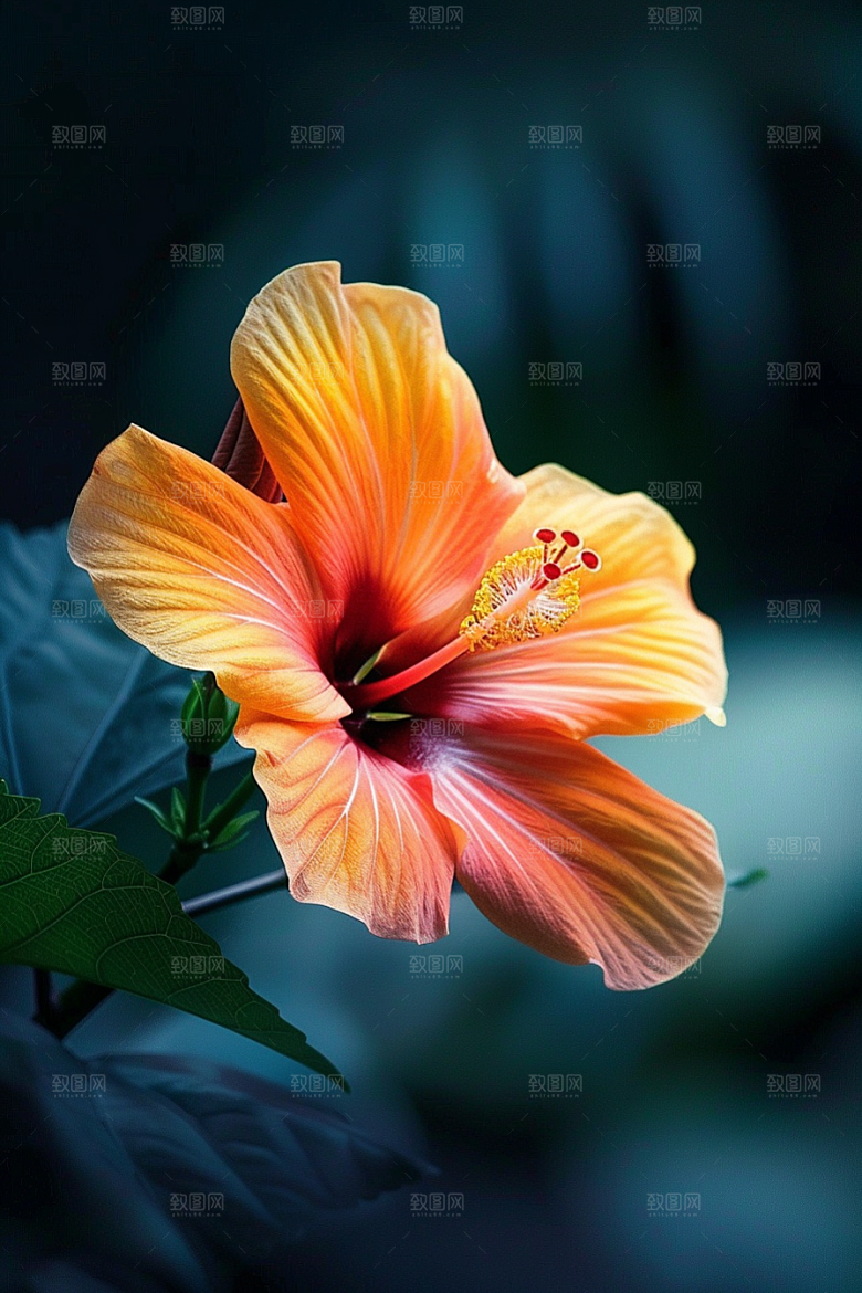 木槿花唯美自然摄影图
