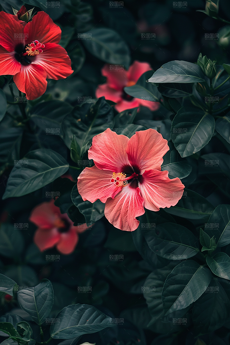 木槿花木棉彩色摄影图