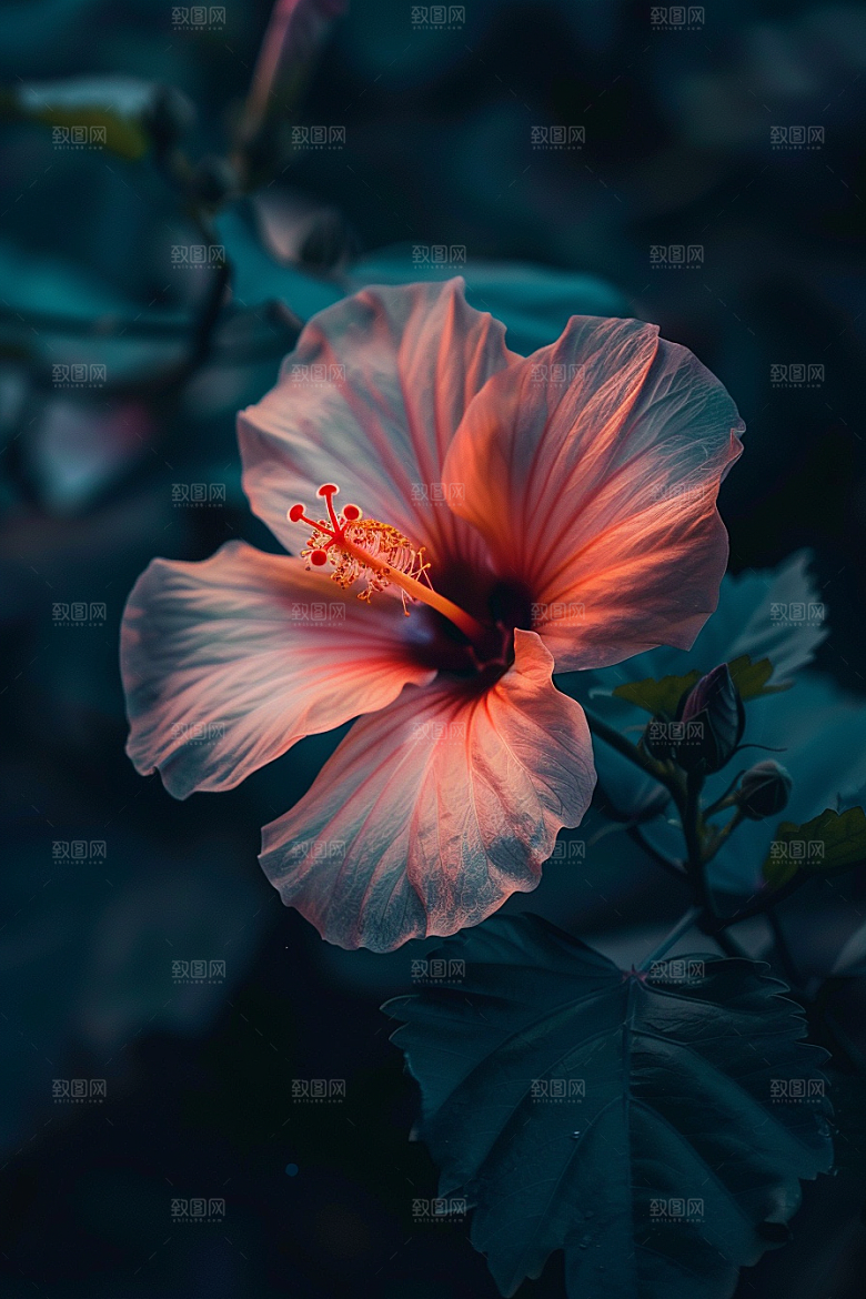 木槿花花卉植物摄影图