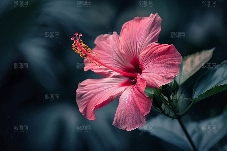 木槿花彩色木棉摄影图