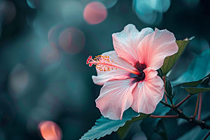 木槿花自然夏天摄影图