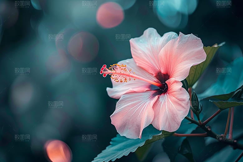 木槿花自然夏天摄影图
