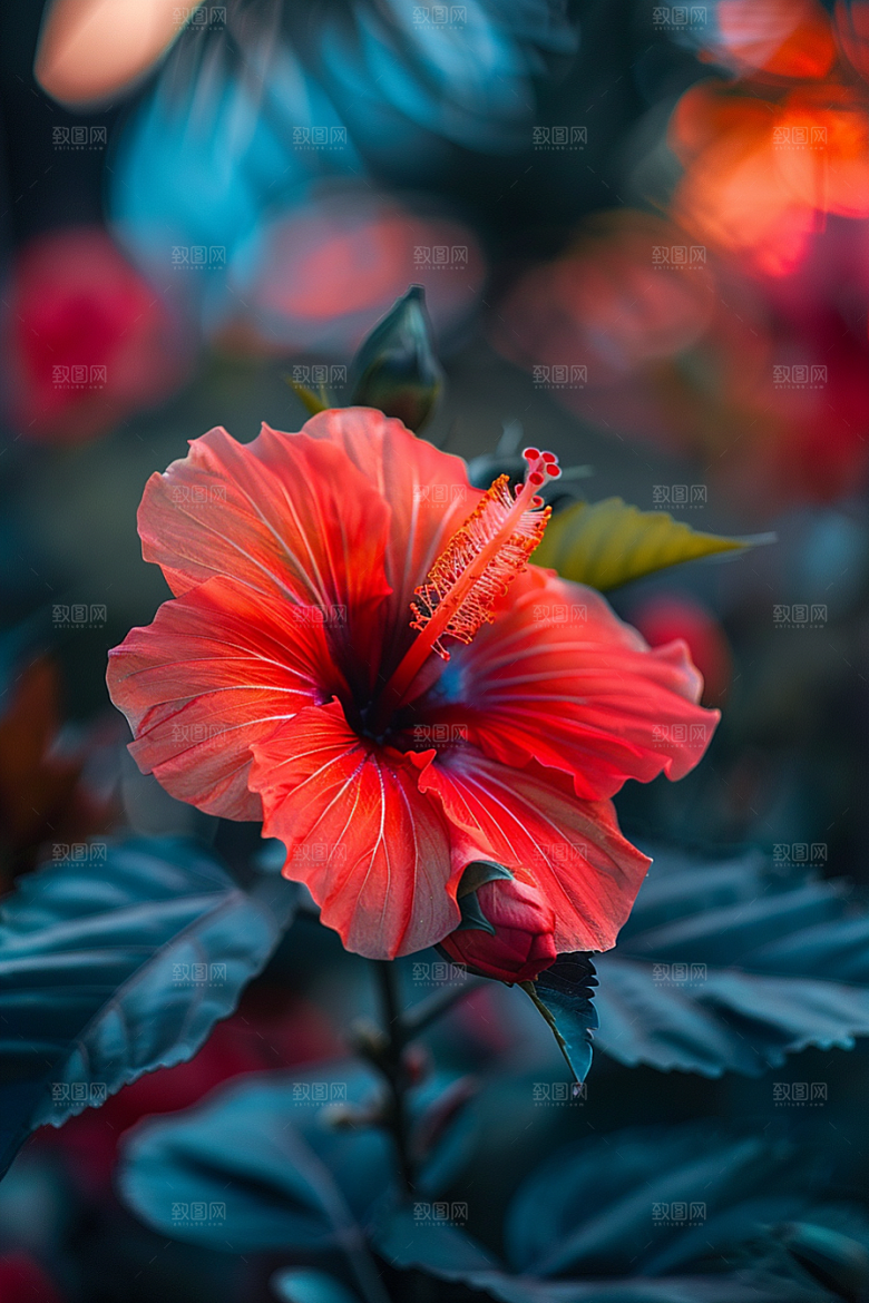 木槿花高清植物摄影图