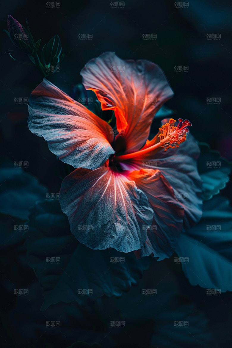 木槿花木棉花卉摄影图