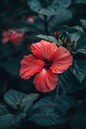 木槿花木棉花卉摄影图