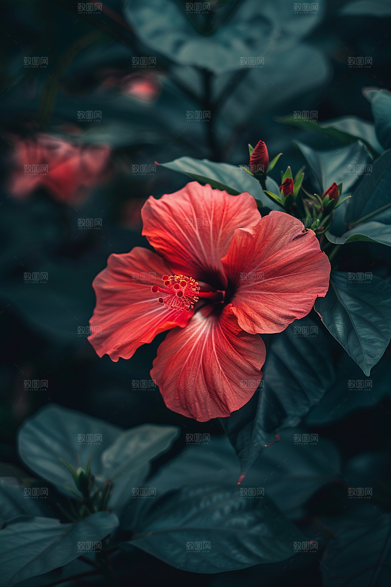 木槿花木棉花卉摄影图