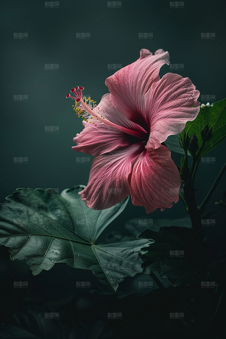 木槿花花朵清新摄影图