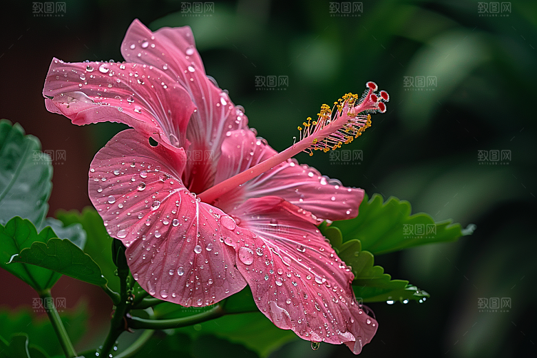 木槿花自然花卉摄影图