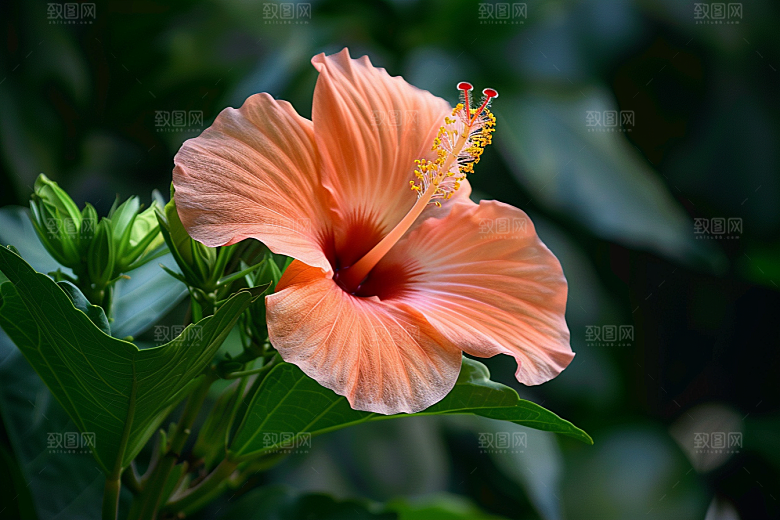 木槿花清新高清摄影图