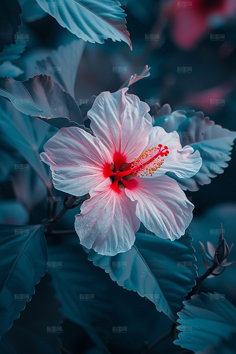 木槿花植物夏天摄影图