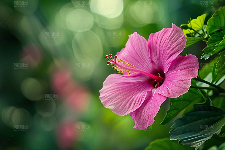 木槿花植物夏天摄影图