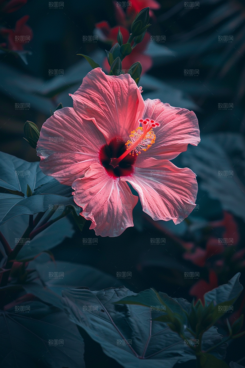 木槿花木棉清新摄影图