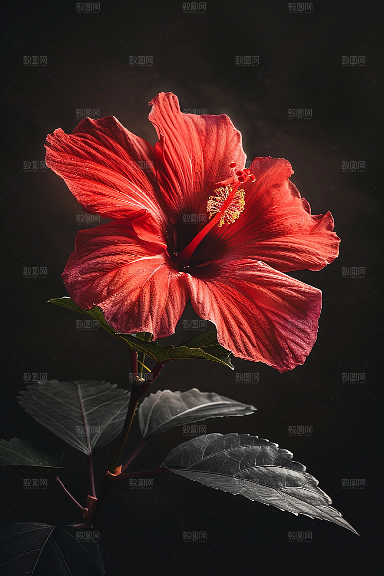 木槿花唯美花朵摄影图