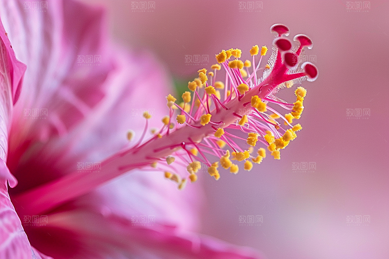 木槿花自然高清摄影图