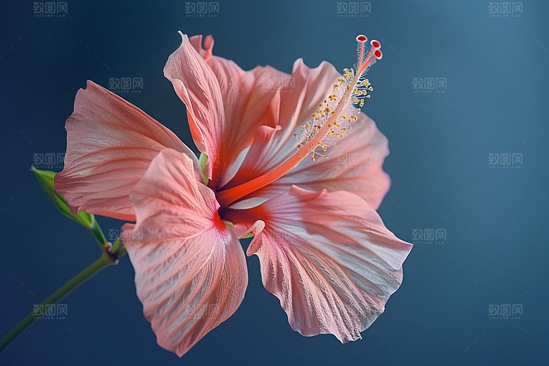 木槿花高清清新摄影图