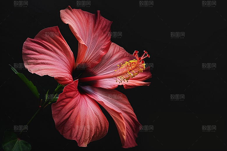木槿花唯美花卉摄影图