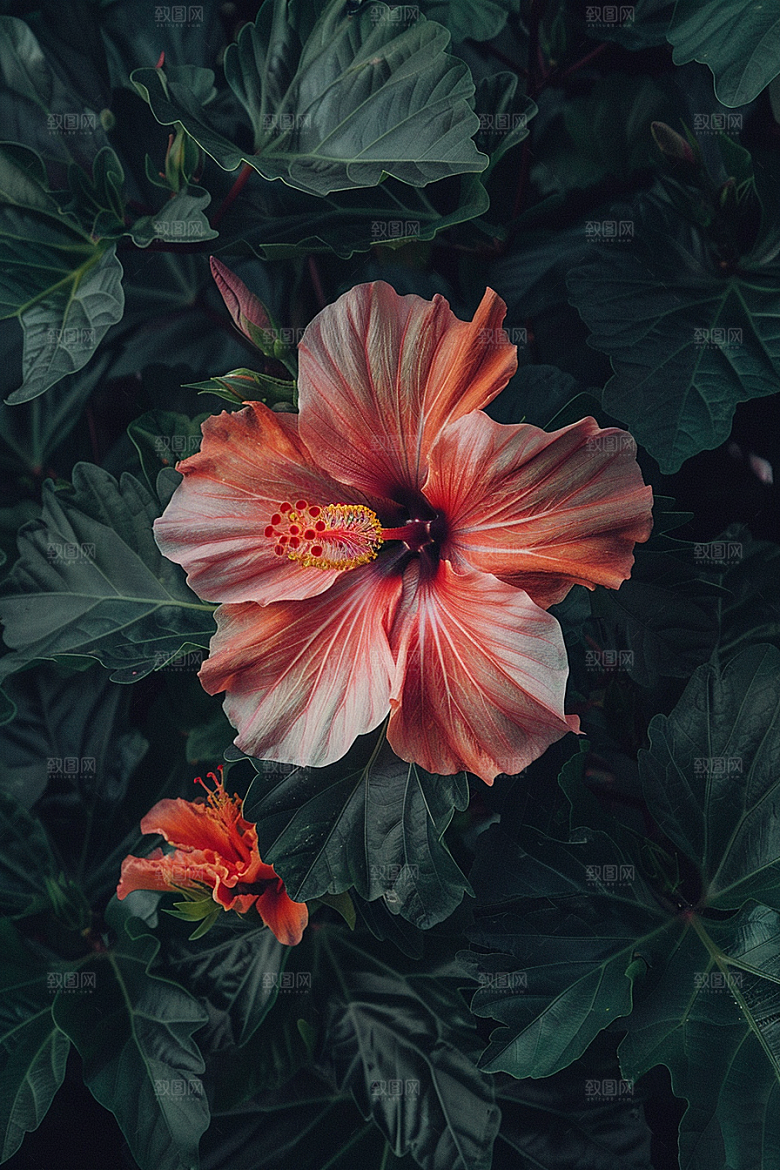 木槿花夏季彩色摄影图