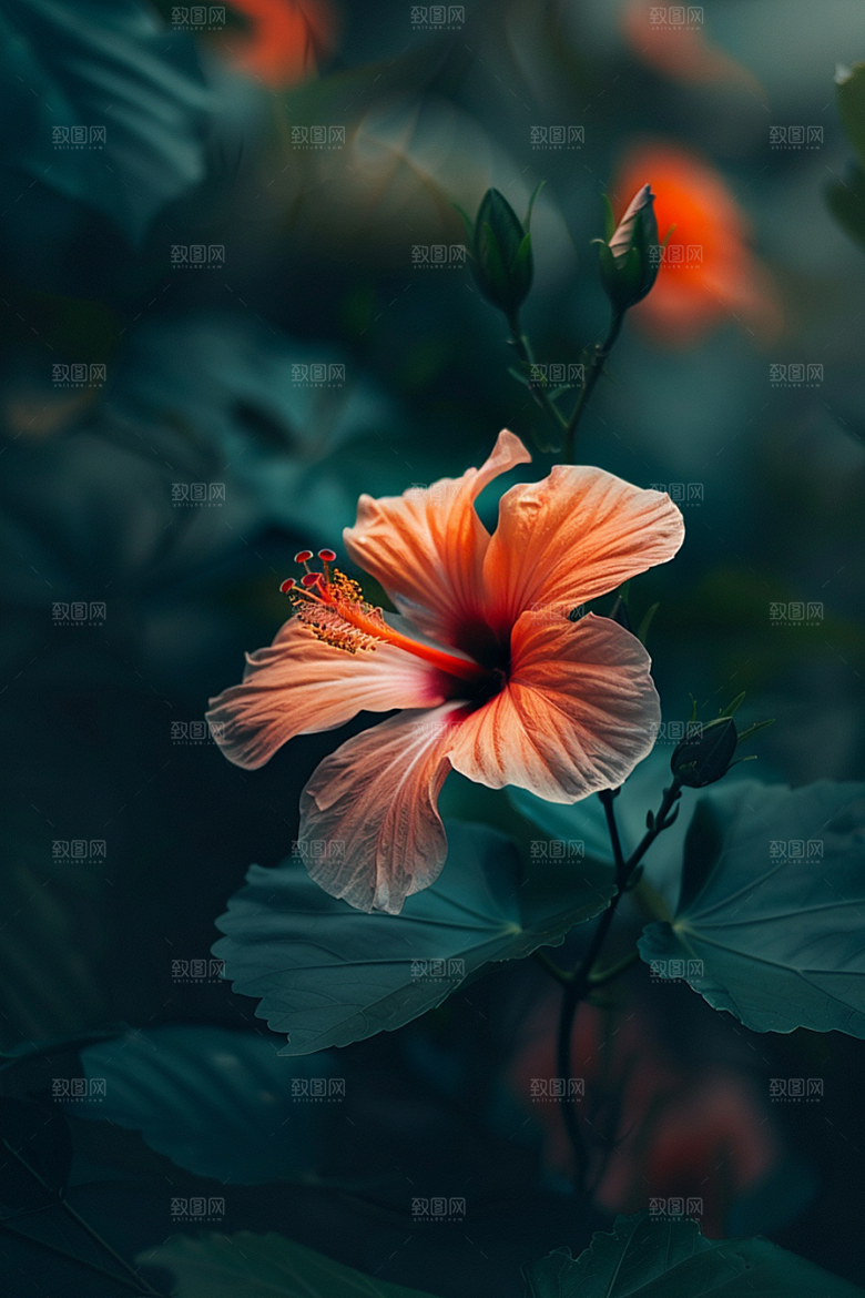 木槿花花卉自然摄影图