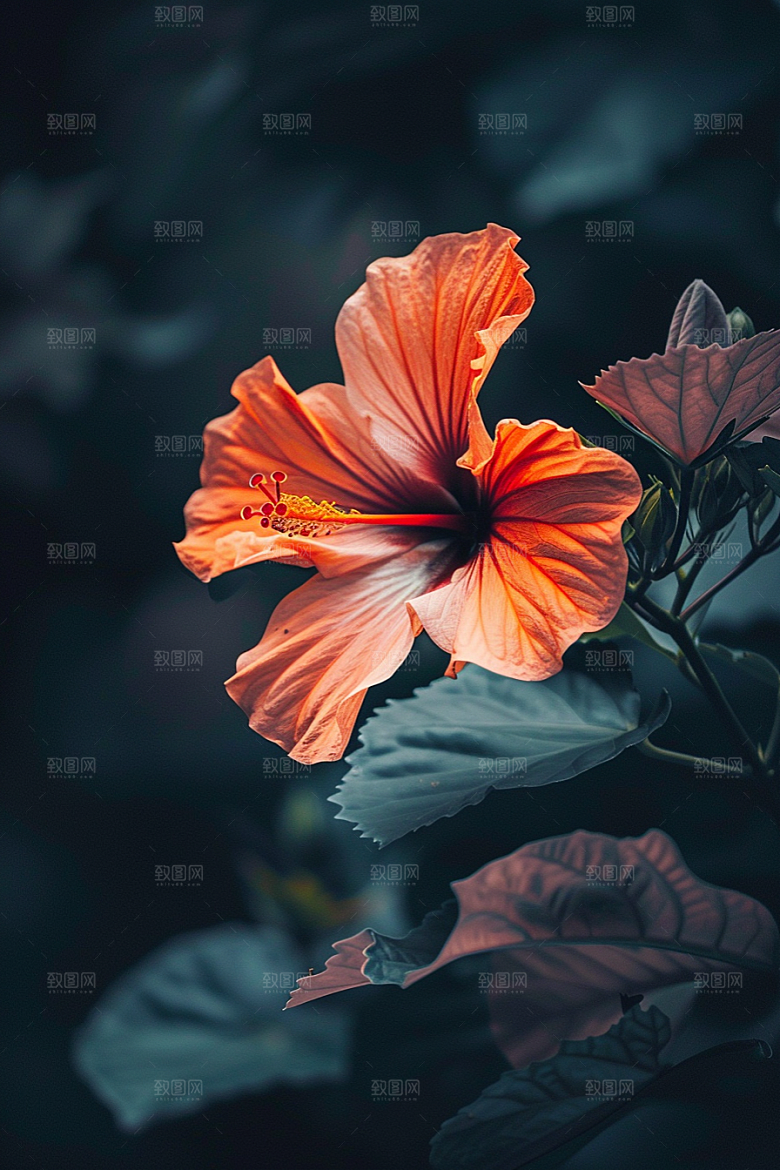 木槿花植物夏季摄影图