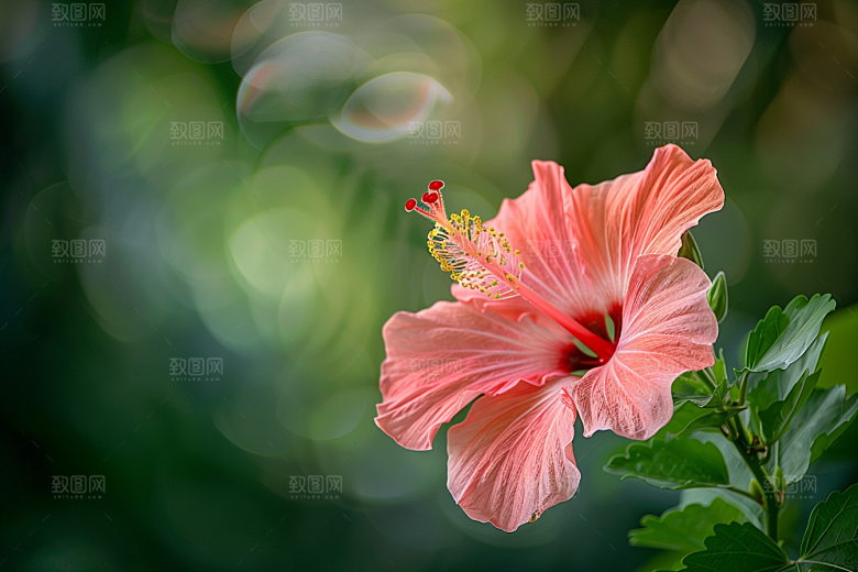 木槿花唯美木棉摄影图