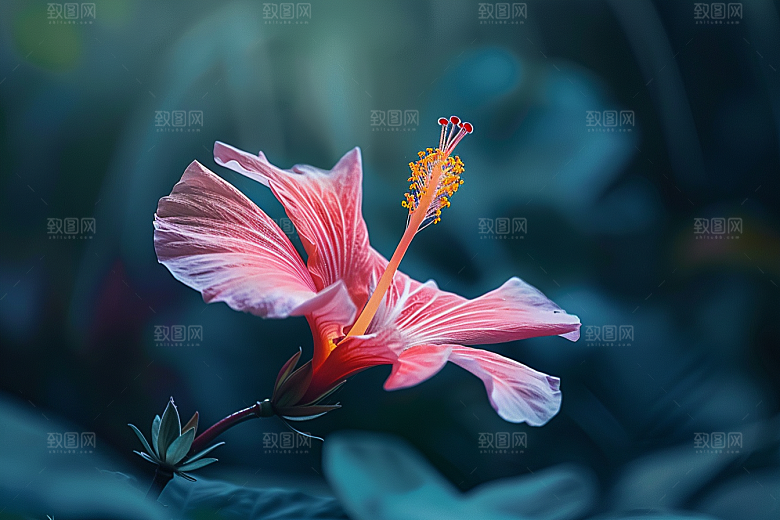 木槿花唯美高清摄影图