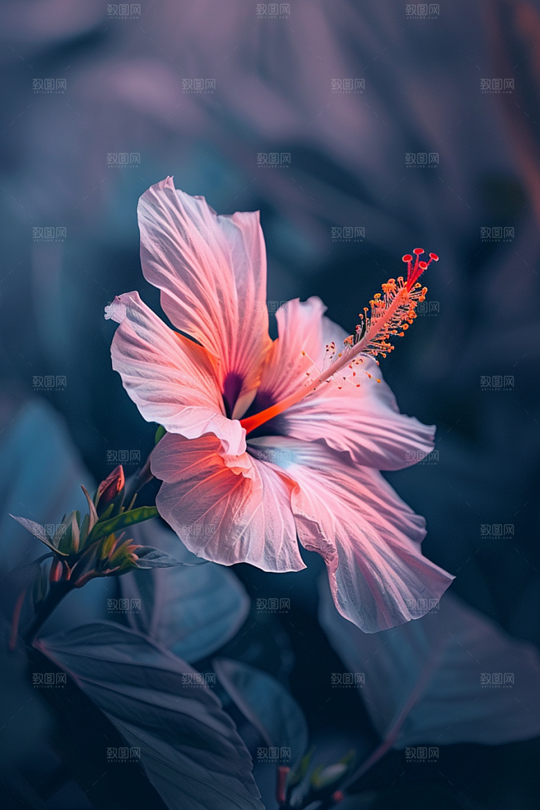 木槿花高清木棉摄影图