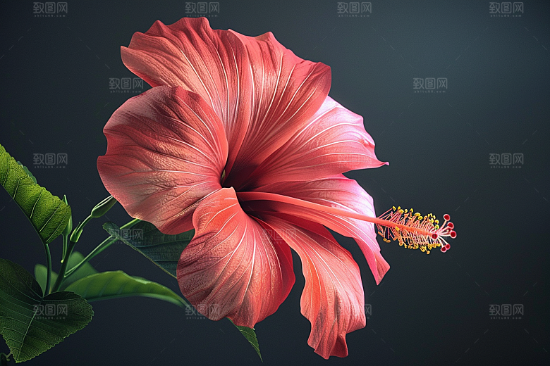木槿花高清植物摄影图