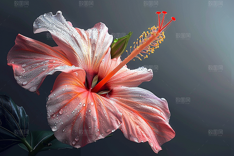 木槿花木棉高清摄影图