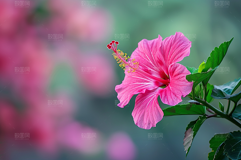 木槿花唯美花朵摄影图