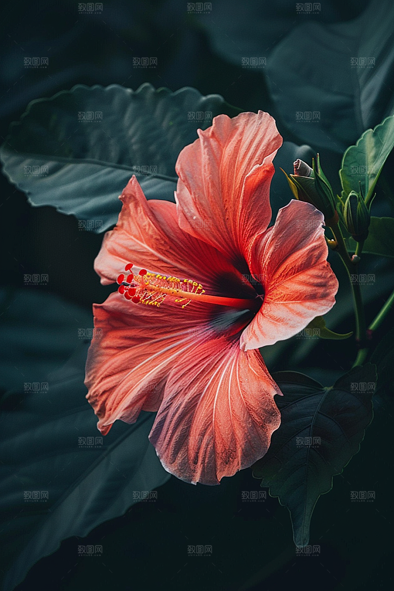 木槿花清新夏季摄影图
